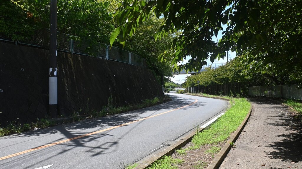 三浦海岸河津桜並木