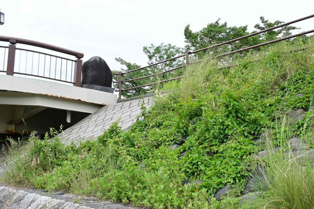 薄川沿いの土手